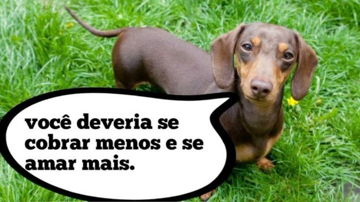 perfil dedicado a gatinhos e peitos (@odeiootaco) on Twitter photo 