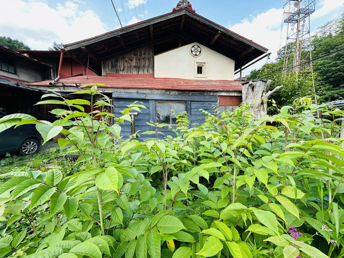 「気温が上がったらウルシがよく伸びてきた。 諏訪だとさすがに狭くなってきたので、来」|ナカムラクニオ Kunio Nakamuraのイラスト