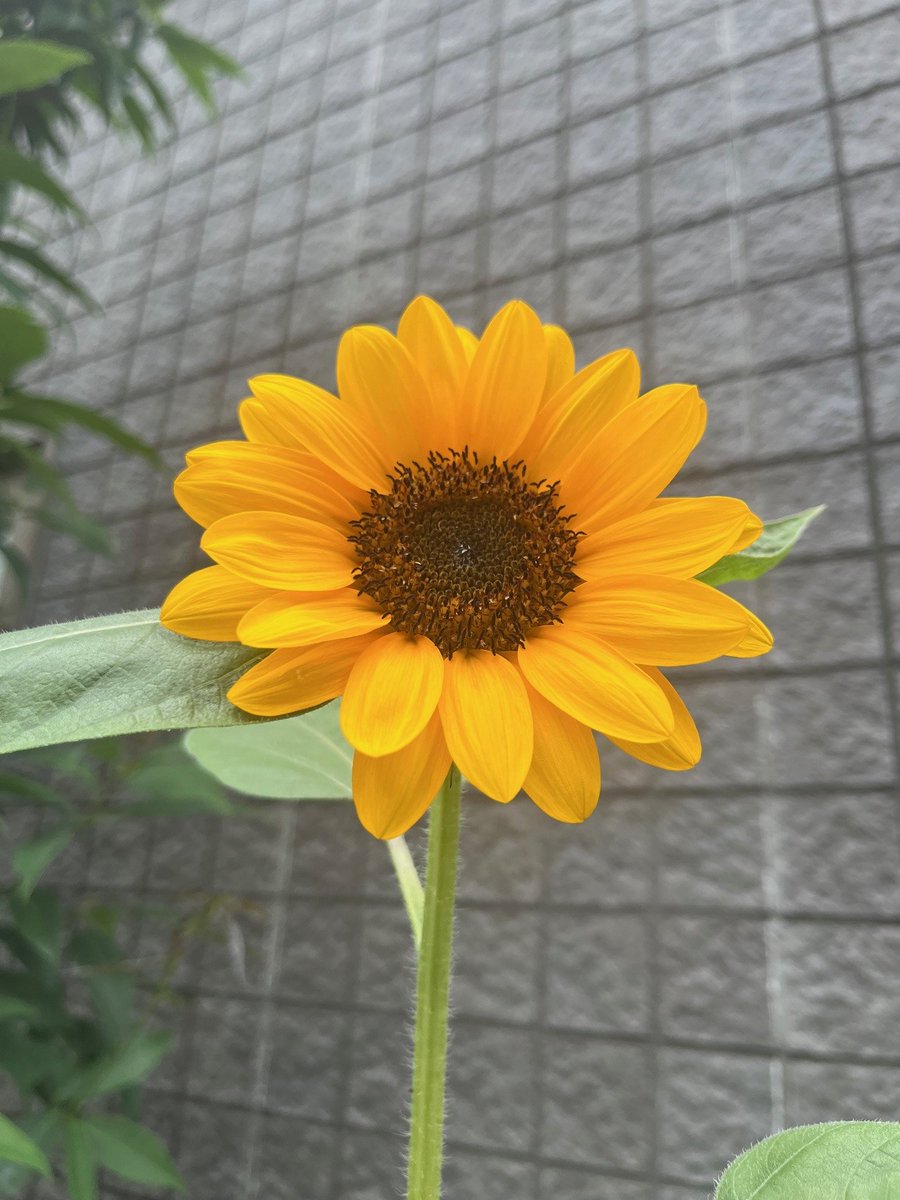 ひまわり🌻】 アクセス本社ビルの公開空地に咲いたひまわり。この