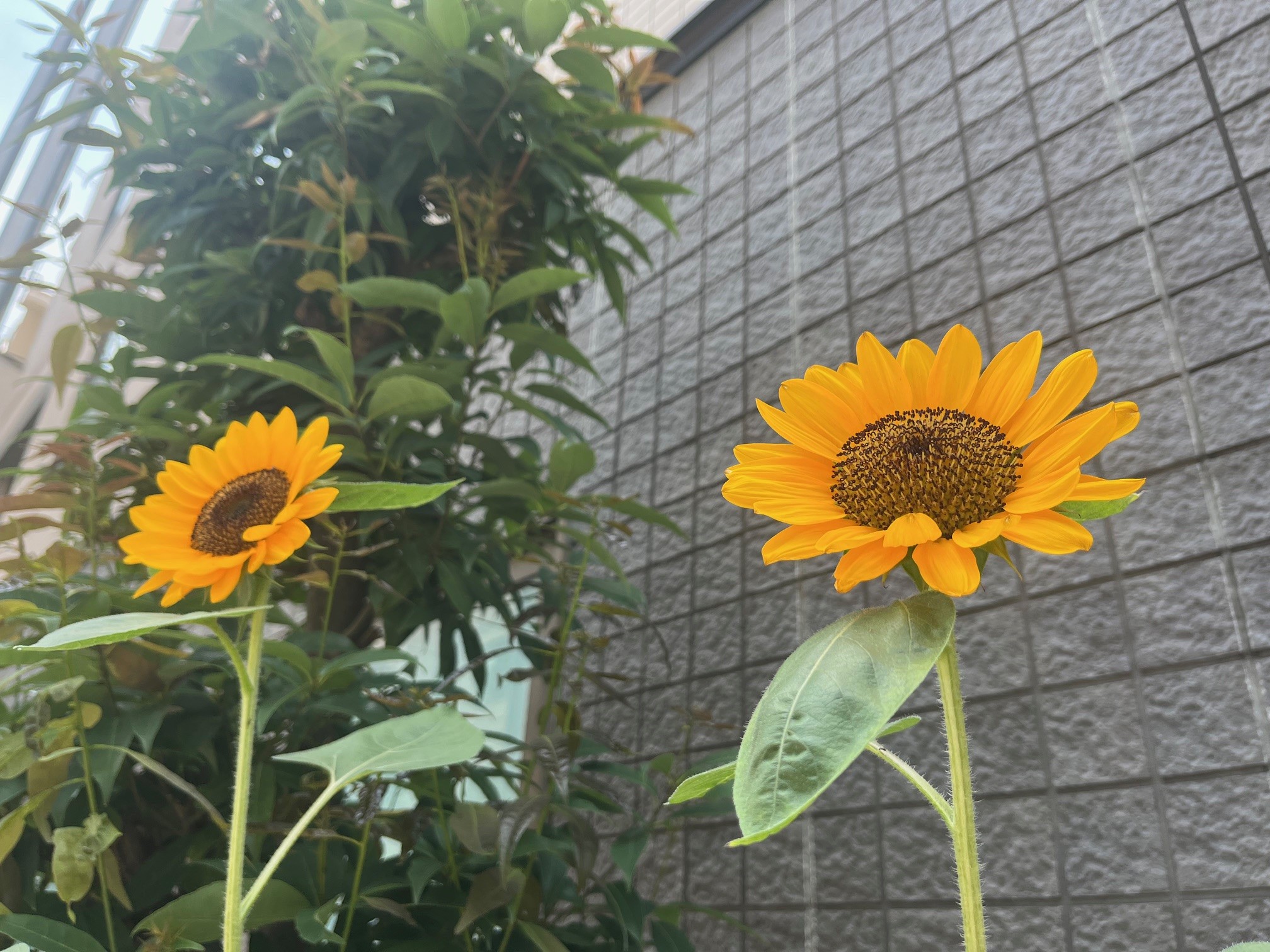 ご契約内容の確認方法 | 【公式】SOMPOひまわり生命保険