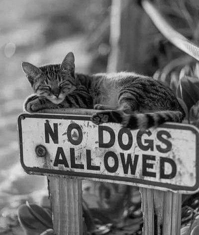 Cristin56420014's tweet image. 🐾 Regras são regras…
😼 Gatos no comando!
#NoDogsAllowed #VidaDeGato #TerritórioFelino