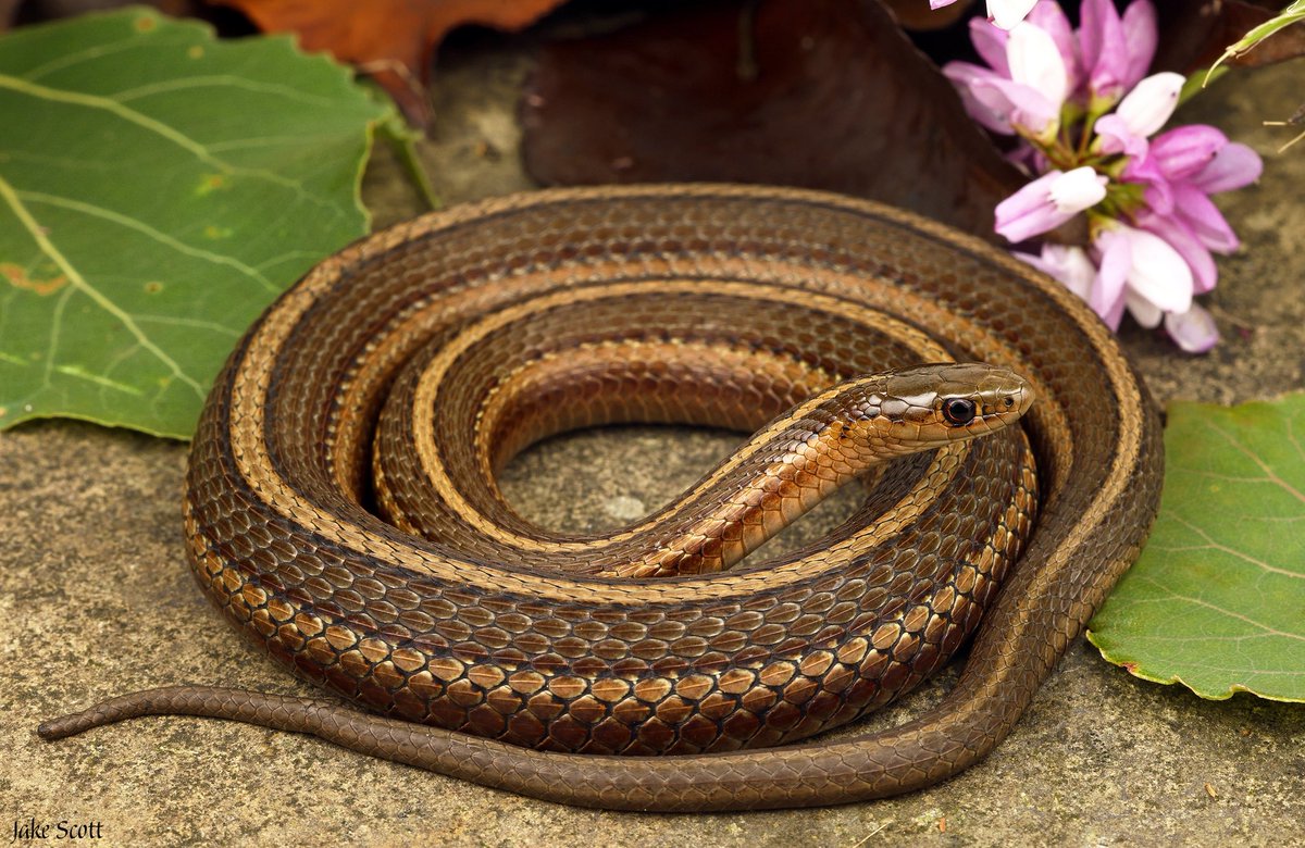 On of several Short-headed Garters found in a damp meadows in western Pennsylvania.