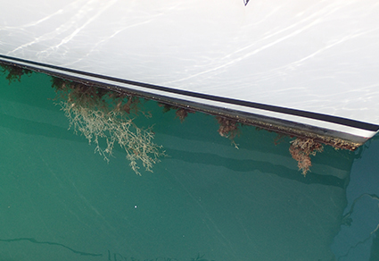 Zootaxa's tweet photo. Fouling bryozoans in recreational marinas of the #CanaryIslands (North-Eastern #Atlantic) with #newrecords of non-indigenous and cryptogenic species
#taxonomy
https://t.co/UdOa0lReCO https://t.co/kQvS6CBqMv