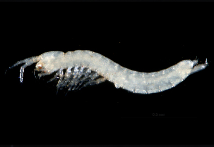 #Newspecies of #Atopobathynella, #Kimberleybathynella and #Hexabathynella (#Parabathynellidae, #Bathynellacea) from the arid zones of Western #Australia
#taxonomy
doi.org/10.11646/zoota…