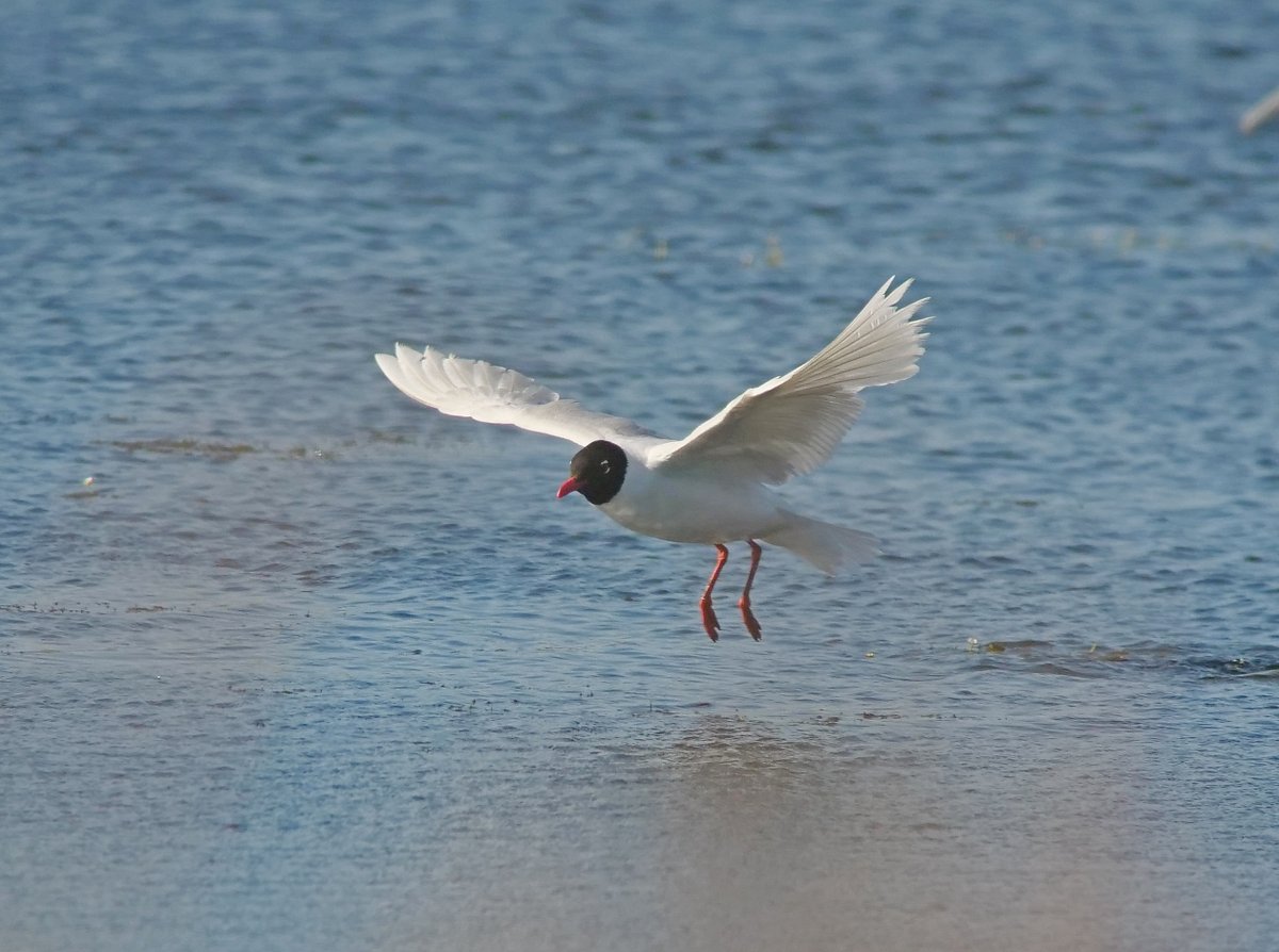 A few shots of the 4 adult Med Gulls that dropped in this evening. One with a white ring 36VR.