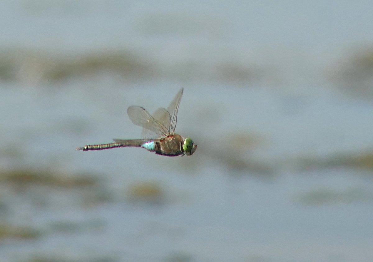 A few digiscoped shots of this male Lesser Emperor that was patrolling up and down the south shore from the West End Hide.