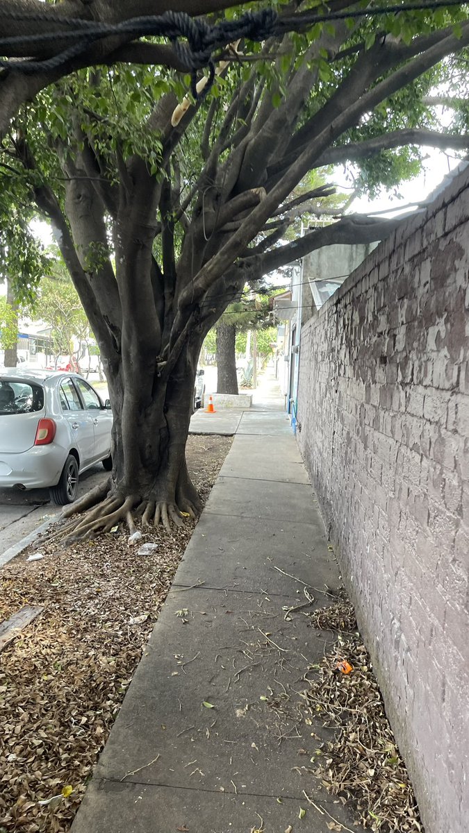 BatmanGdl's tweet image. Este taller que se pasa la ley de reglamentación de @ZapopanGob y de @GobiernoJalisco siempre tiene vehículos abandonados, carros en banqueta, siempre sucio el perímetro del taller. Ahora tienen lonas agarradas de los 🌳@PoderAG_Jal
Sierra de Mazamitla y Valle de Atemajac