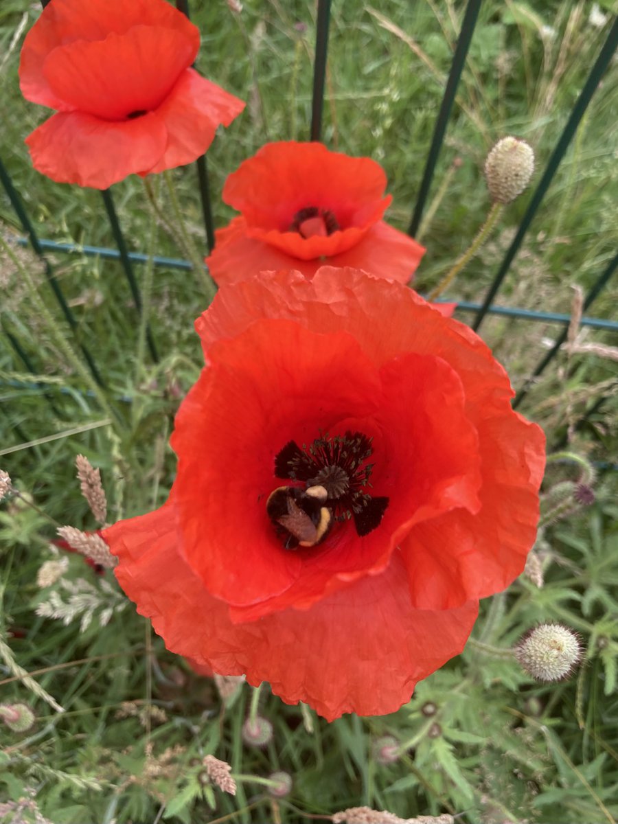 Redgate Gardener (@redgategardens1) on Twitter photo Hey ๐๐ฝ <a href="/GardensHour/">GardensHour</a> one thing that makes us super happy at <a href="/Redgate_Primary/">Redgate Primary</a> is WILDFLOWERS and LOTS of them! Especially when we catch bees ๐ enjoying our red poppies! ๐ธ๐บ๐ผ #GardensHour Hey ๐๐ฝ <a href="/GardensHour/">GardensHour</a> one thing that makes us super happy at <a href="/Redgate_Primary/">Redgate Primary</a> is WILDFLOWERS and LOTS of them! Especially when we catch bees ๐ enjoying our red poppies! ๐ธ๐บ๐ผ #GardensHour