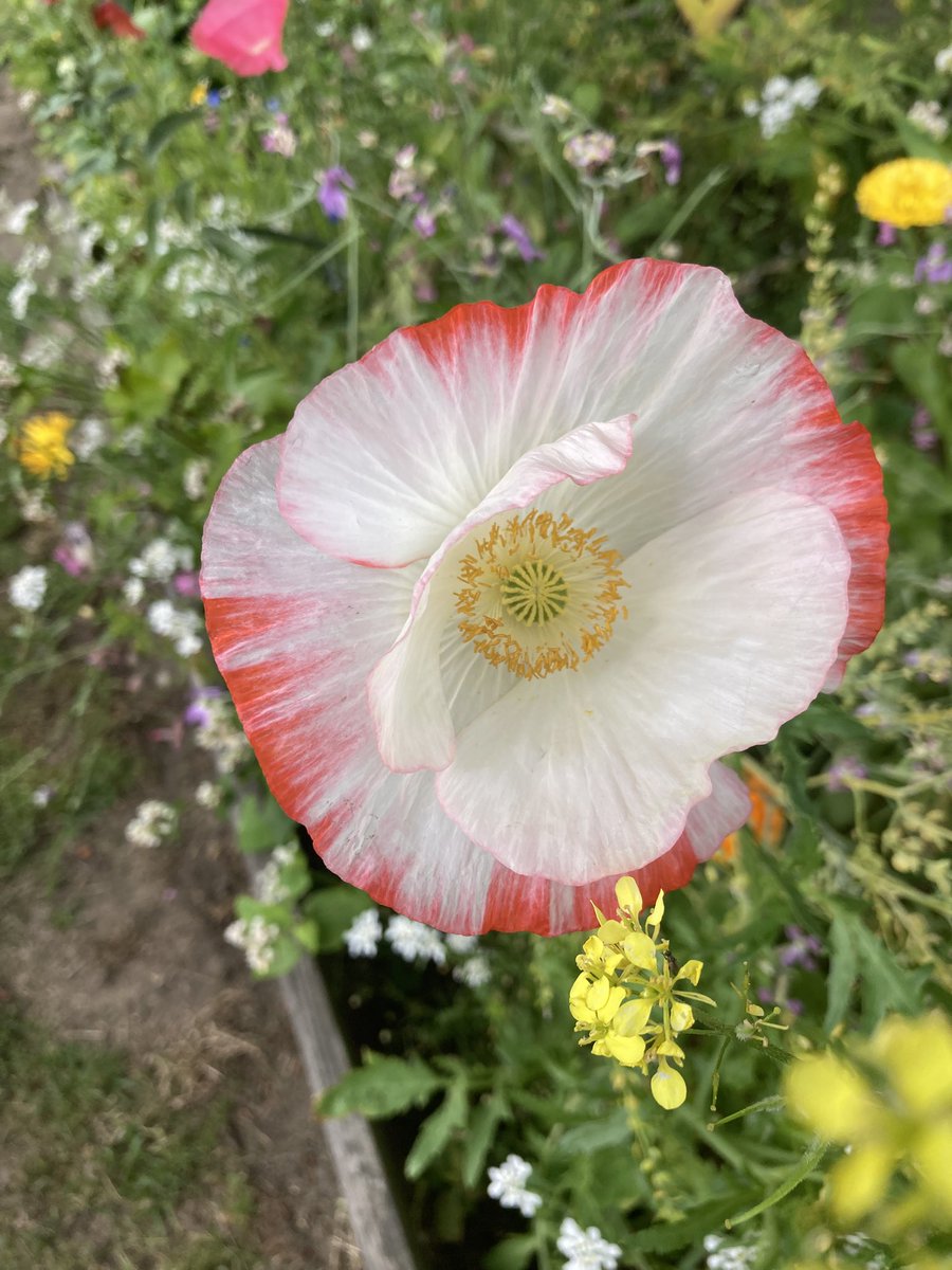 Redgate Gardener tweet media