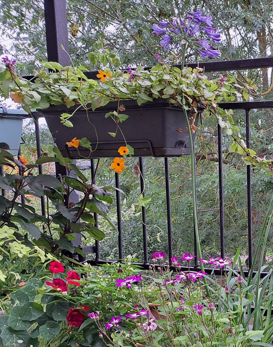 🌱WellyWonder tweet media