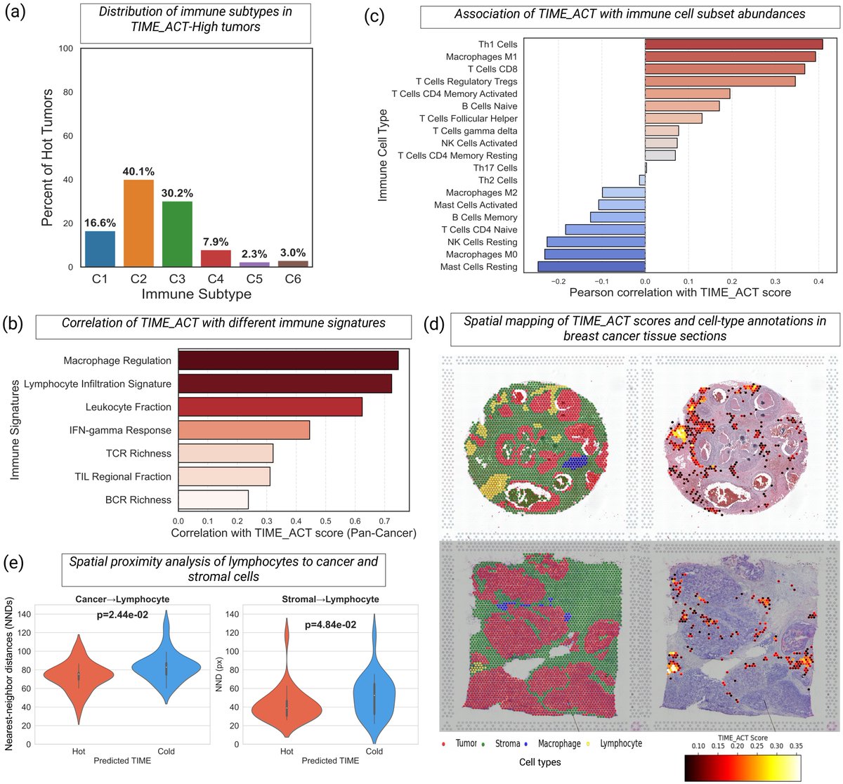 EytanRuppin's tweet photo. 🧭 TIME_ACT is strongly associated with immune-active tumor states and inversely linked to exhausted or inactive immune profiles. TIME_ACT also highlights spatially immune-active regions that co-localize with dense lymphocyte infiltrates near tumor cells. 🧵 (3/6) #SpatialOmics https://t.co/MHeNb34VX9