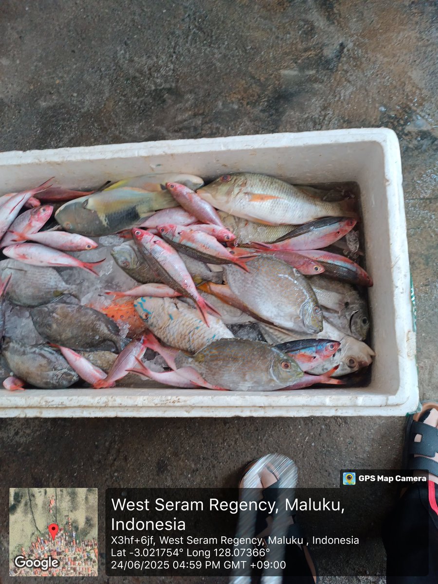 junne_sang's tweet photo. Selasa (24/6) Nur W Sangadji, Luhkan SBB, melporkn hsil penjuln klmpk Batu Karang Desa Eti Kec Serm Bart, sebanyak 51 kg / kg Rp. 50.000, ikan samandar sikuda, tujuan Pasar kota Ambon 
#giatluhkansatminkalambon 
#luhlapor
#produksi https://t.co/y1Suf0cxbr