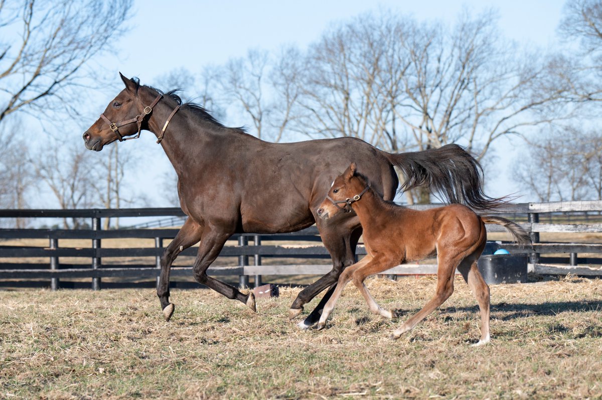 Taylor Made Farm (@taylormadesales) on Twitter photo #WeekendWinner: #TMGRAD TAYLOR'S VERSION held the lead all too well 🧣🐎to break his maiden at <a href="/ChurchillDowns/">Churchill Downs</a>! A huge congratulations to <a href="/Albaughstables/">Albaugh Family Stables</a> and all the other connections! Special shoutout to <a href="/TMStallions/">Taylor Made Stallions</a> NOT THIS TIME, who is the dam’s half-brother. <a href="/taylorswift13/">Taylor Swift</a> #WeekendWinner: #TMGRAD TAYLOR'S VERSION held the lead all too well 🧣🐎to break his maiden at <a href="/ChurchillDowns/">Churchill Downs</a>! A huge congratulations to <a href="/Albaughstables/">Albaugh Family Stables</a> and all the other connections! Special shoutout to <a href="/TMStallions/">Taylor Made Stallions</a> NOT THIS TIME, who is the dam’s half-brother. <a href="/taylorswift13/">Taylor Swift</a>