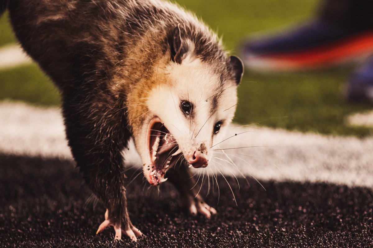 Texas Tech Football tweet media