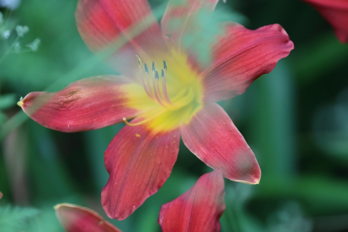 KATAR7photo's tweet image. #TLを花でいっぱいにしよう
#写真好きな人と繋がりたい
#ファインダー越しの世界
#キリトリセカイ
#阿弥陀寺
ヘメロカリス