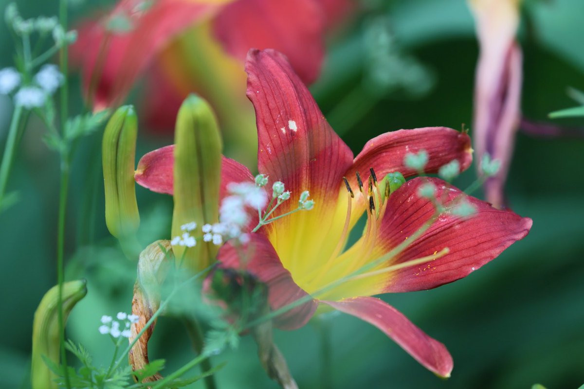 KATAR7photo's tweet image. #TLを花でいっぱいにしよう
#写真好きな人と繋がりたい
#ファインダー越しの世界
#キリトリセカイ
#阿弥陀寺
ヘメロカリス