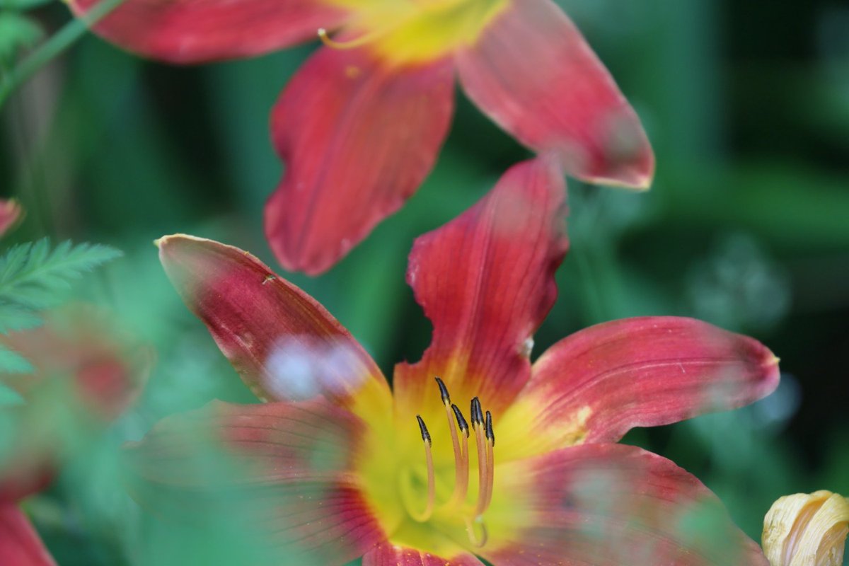 KATAR7photo's tweet image. #TLを花でいっぱいにしよう
#写真好きな人と繋がりたい
#ファインダー越しの世界
#キリトリセカイ
#阿弥陀寺
ヘメロカリス