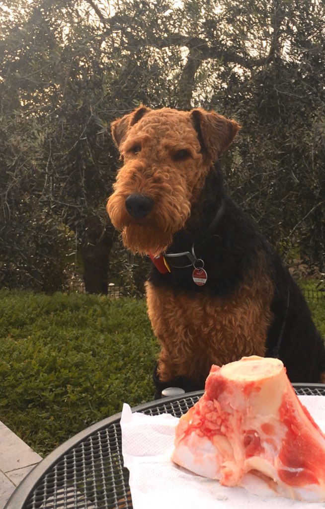 AiredaleFrodo's tweet photo. @groodle_piper @OlaKwiecien3 Every day is #boneDay pals. @DublinIrishPup Dubs do you agree? ๐ค FRODO https://t.co/nhmd7QpjzN