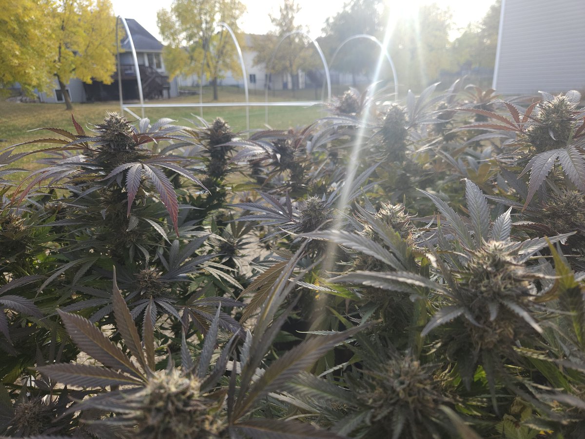 3 DAY SALE! 45% OFF ANY SEED OR POLLEN PURCHASE, NO MINIMUM. USE COUPON CODE “45OFF” @ kropduster.co