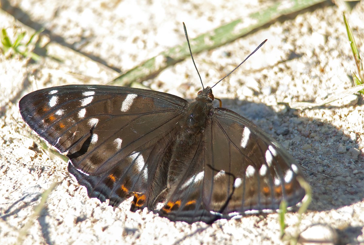 Pa kādam Apšu raibenim jau it kā var sastapt ...