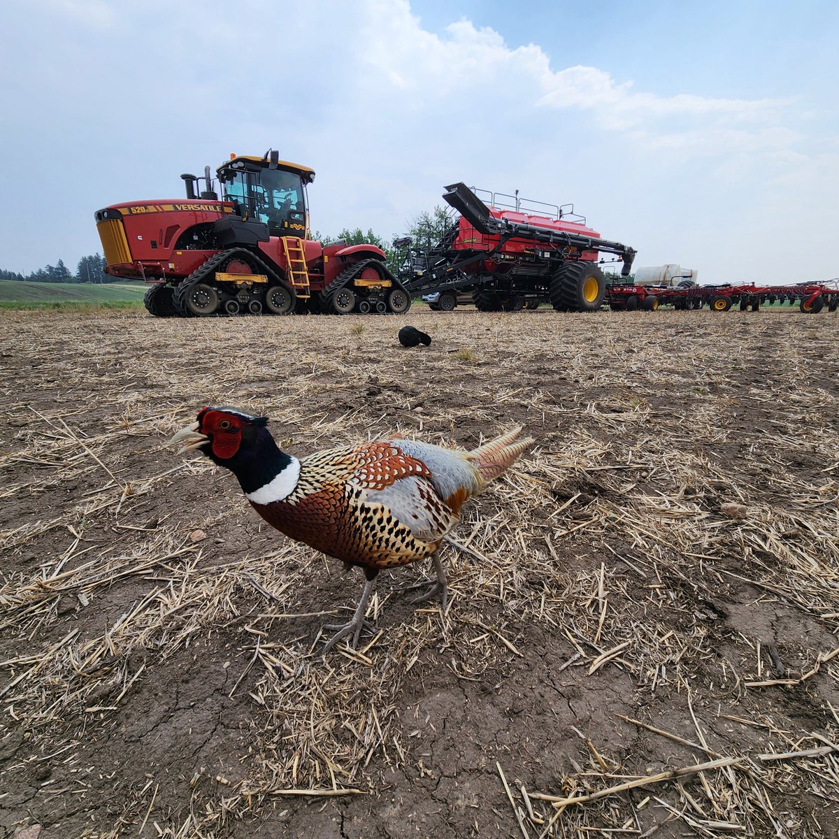 Jana Sen tweet media