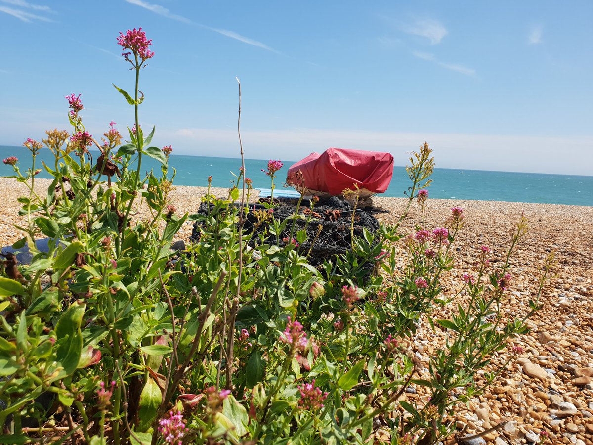 #deal #walmer #Ripple