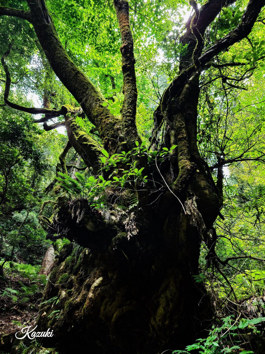 おはようございます

今年も半分終わり
今日から後半へ

今月も宜しくです😄

6/28 富山県上市町　千巌渓
