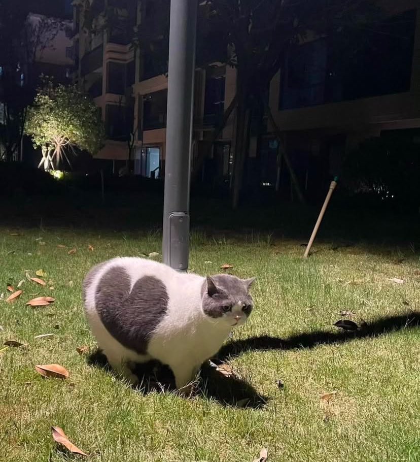 Şans kedisi... 🥹 bu postu görüp beğenenlerin, yarın bir dileği gerçekleşecek... 🫶🏻