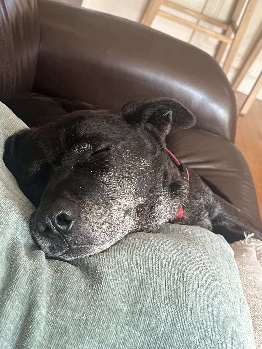 FinTheDog2's tweet photo. It’s a Dog’s life! https://t.co/GRzhao3o2q