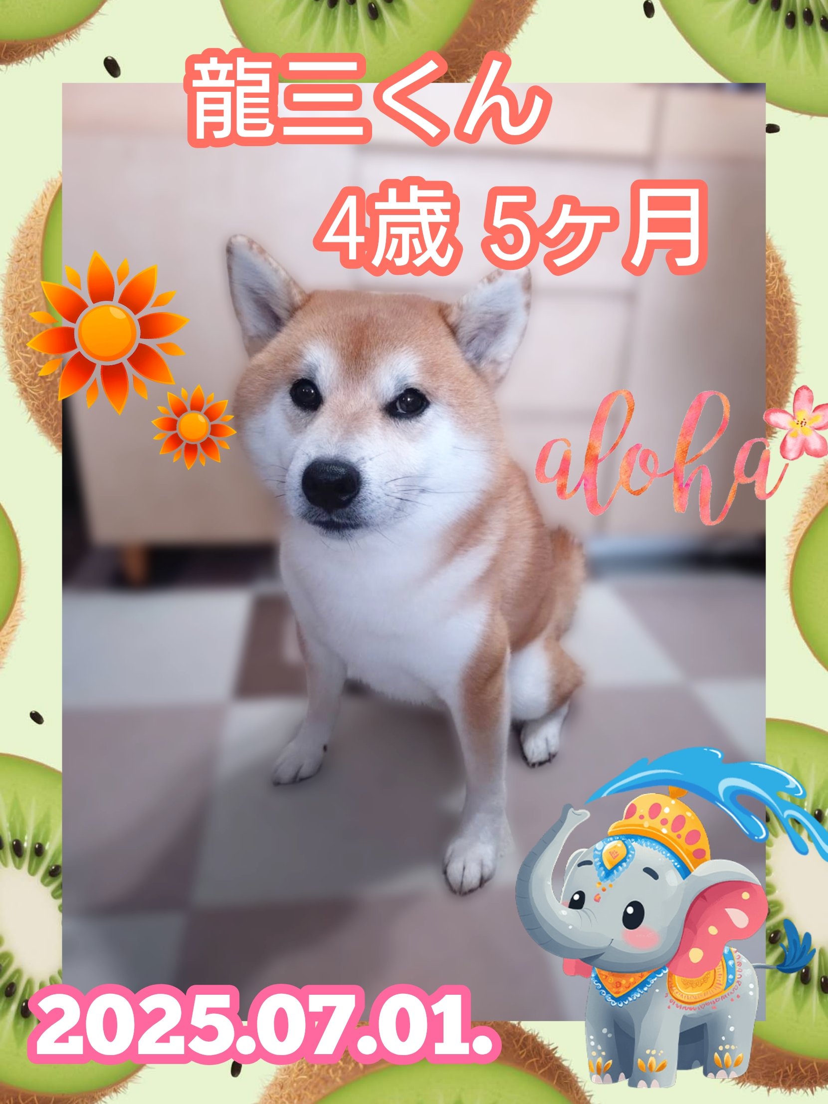 よっち 犬2点 楽天市場】【サイズ交換、返品対象外】【お試し4枚 TINY】PAWZ