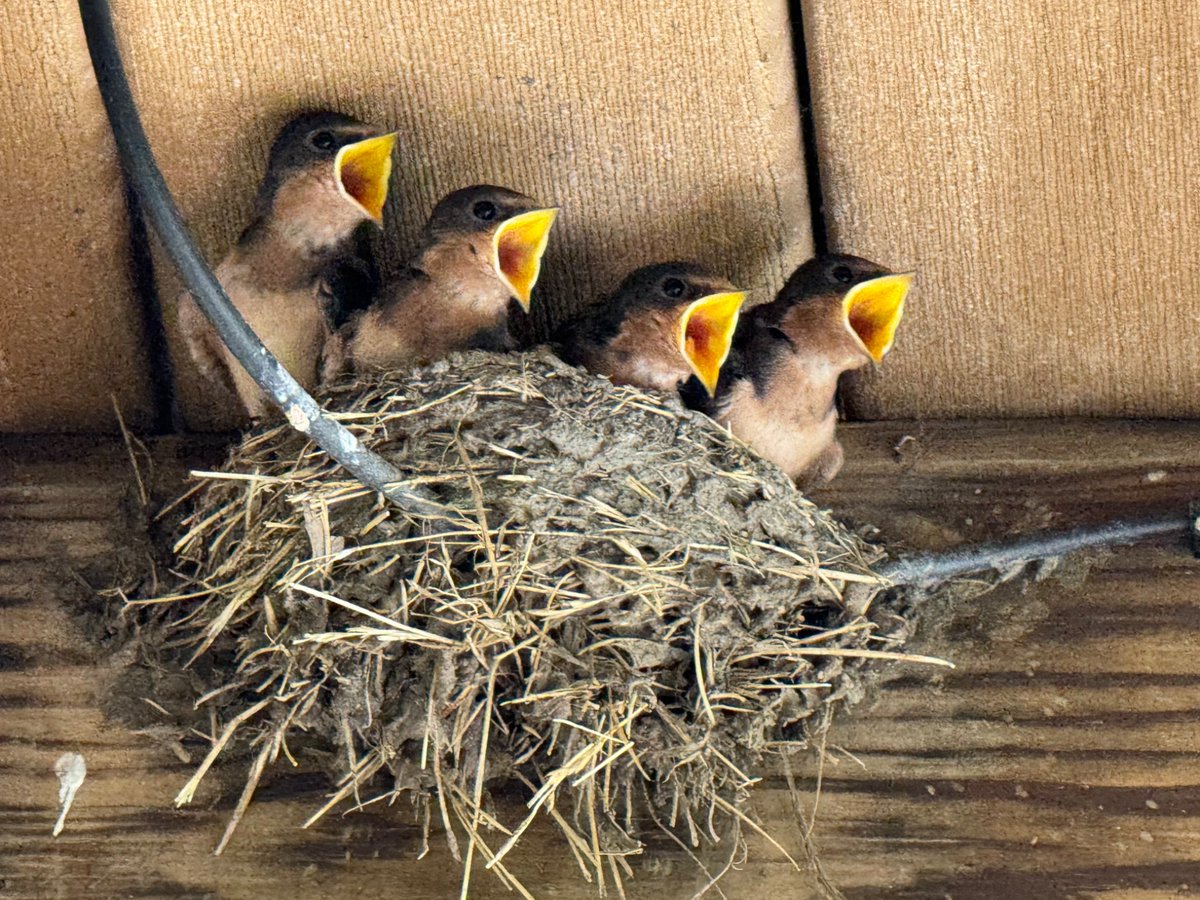sotacita's tweet photo. Choir practice! 🥰 #BabyBirds #BarnSwallows https://t.co/r8jsPeYS5i