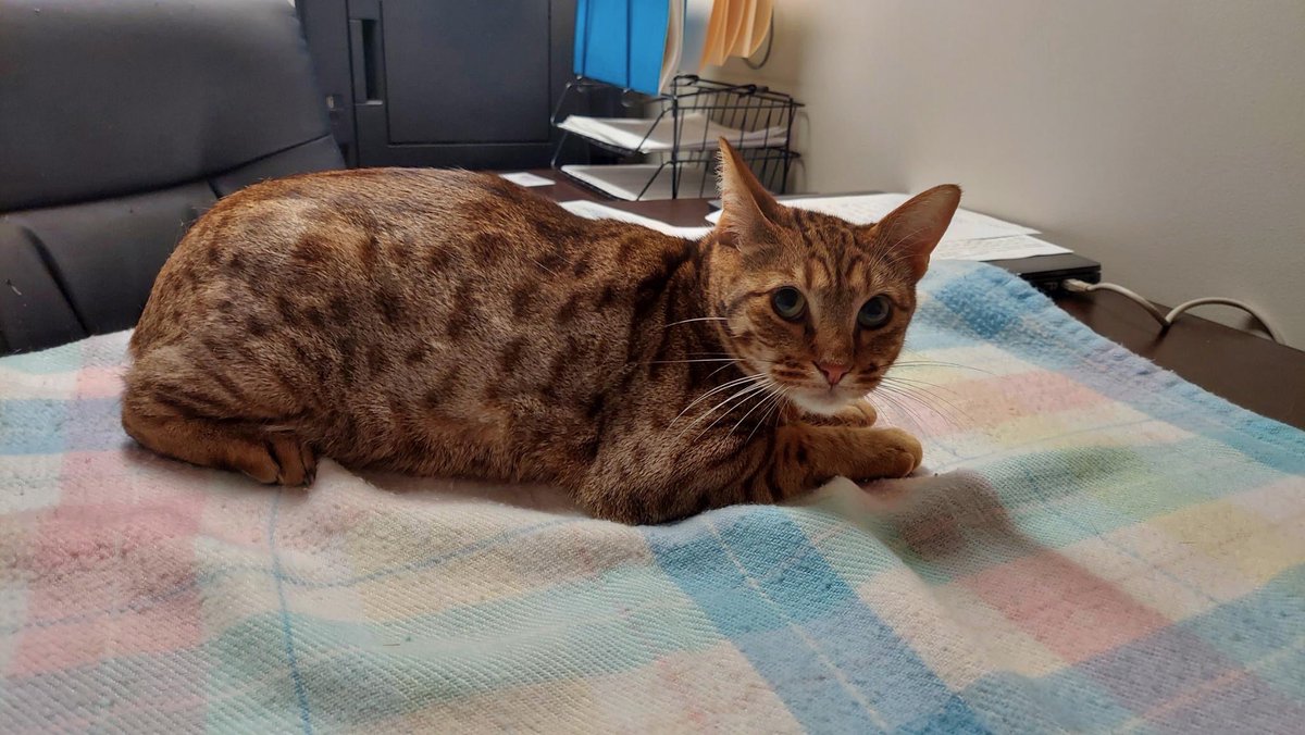 Looking for a home for two cats!

Sadly, Zman died last week. And he left behind two adult Ocicats cats. The cats are young (est. 2-3 yrs old) and are neutered (both males), as well as having been well cared-for (shiny coats, good weight, etc.) As they are a bonded pair they must