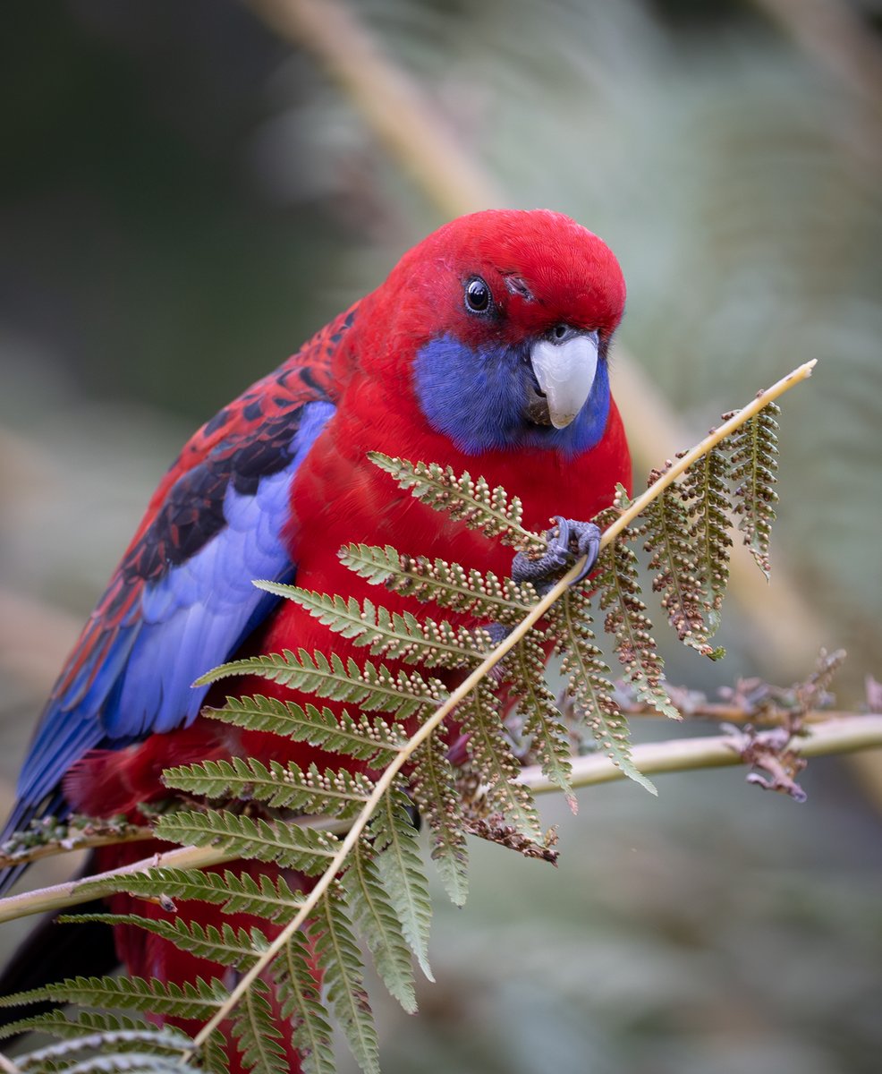 ThingsCanberra's tweet image. Crimson Rosella - Botanic Gardens