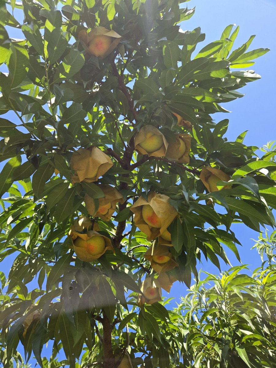복숭아는 품종별로 수확기가 길지 않다. 보통 열흘 정도에 시작과 끝이 있다. 봄철 꽃 피고 지는 기간보다 짧다.
수확이 임박한 품종은 봉지가 벌어지고 바탕색이 변하고 색이 나기 시작한다. 아침 저녁이 다르기에 수시로 점검한다.