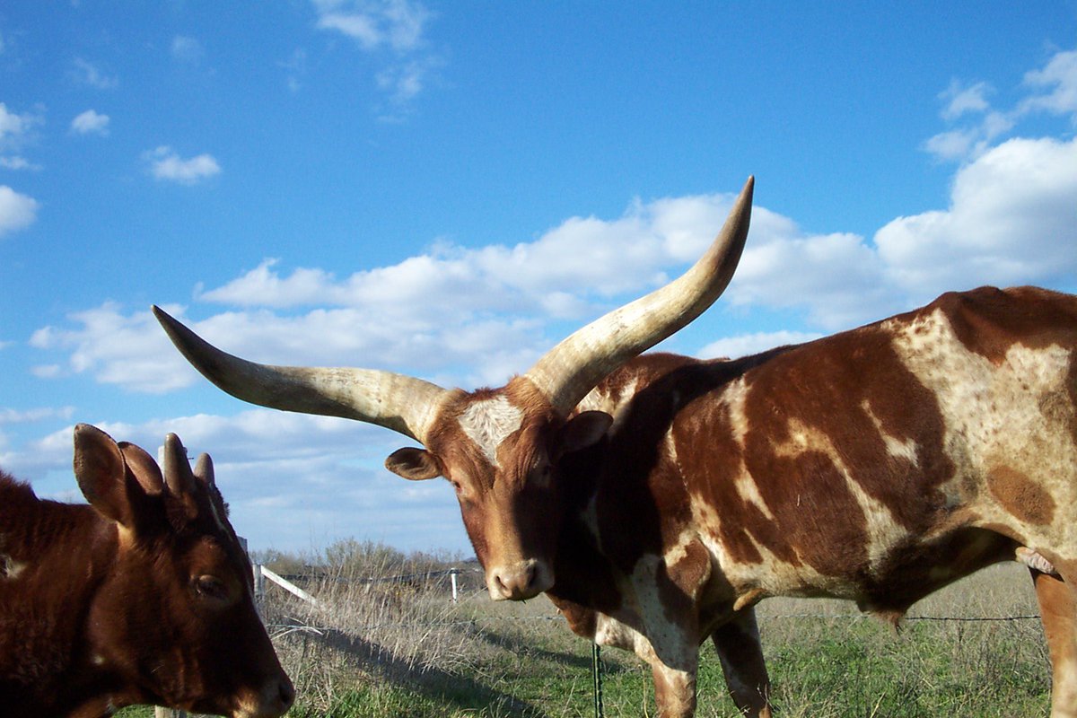 <a href="/Sadmethod/">Mageba</a> No, it's a normal Ankole Watusi bull, being goofy. It's a honeycomb of bone inside the horns. They don't weigh as much as you think. They're like big radiators. The blood flows into the honeycomb and then back, getting cooled. I raised them for about 25 years. I could ride this