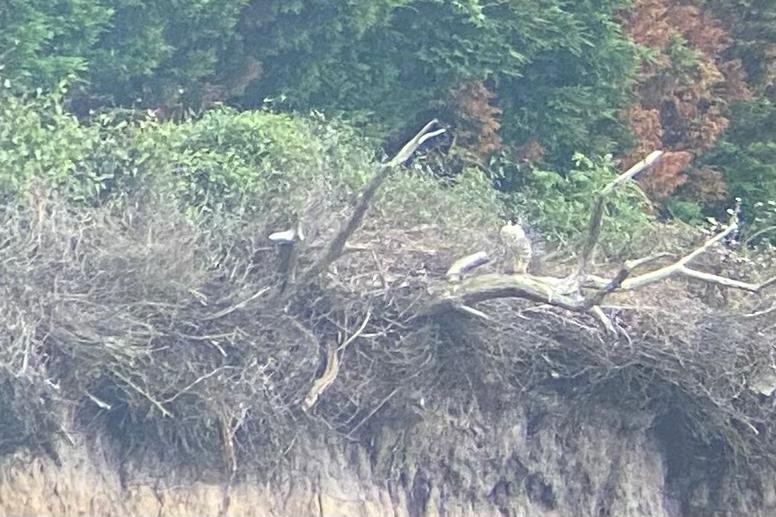 luuckystrikex's tweet image. Necesito la ayuda de mis queridos expertos pajareros: me envía un amigo estas fotos pidiendo identificación, él apuesta por halcón peregrino. ¿Alguna opinión? Gracias 🩷
@GuisadoPepe @herrerillo_com @EnriqueFlecha1 @DGpajaraguer @boletaire99 @cesar