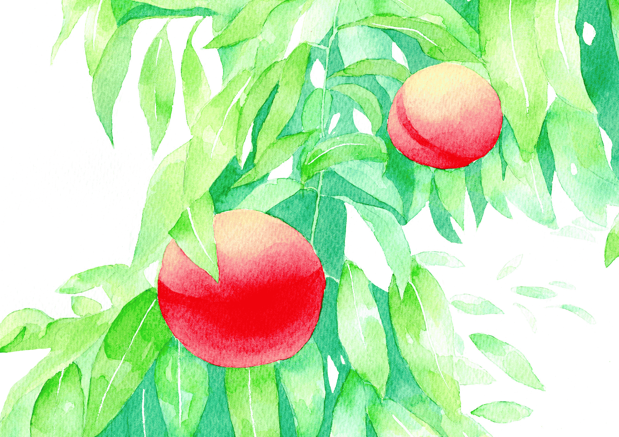 夏來愛＊透明水彩 on X: 