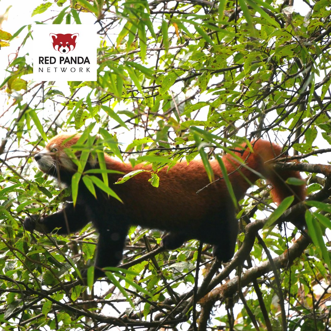 RedPandaNetwork's tweet image. This month, we welcomed nearly 100 people as Red Panda Network members and monthly donors -- and we are so grateful! 🙏
Will you join them today to make a difference for the first panda? 🐾redpandanetwork.org/donate
