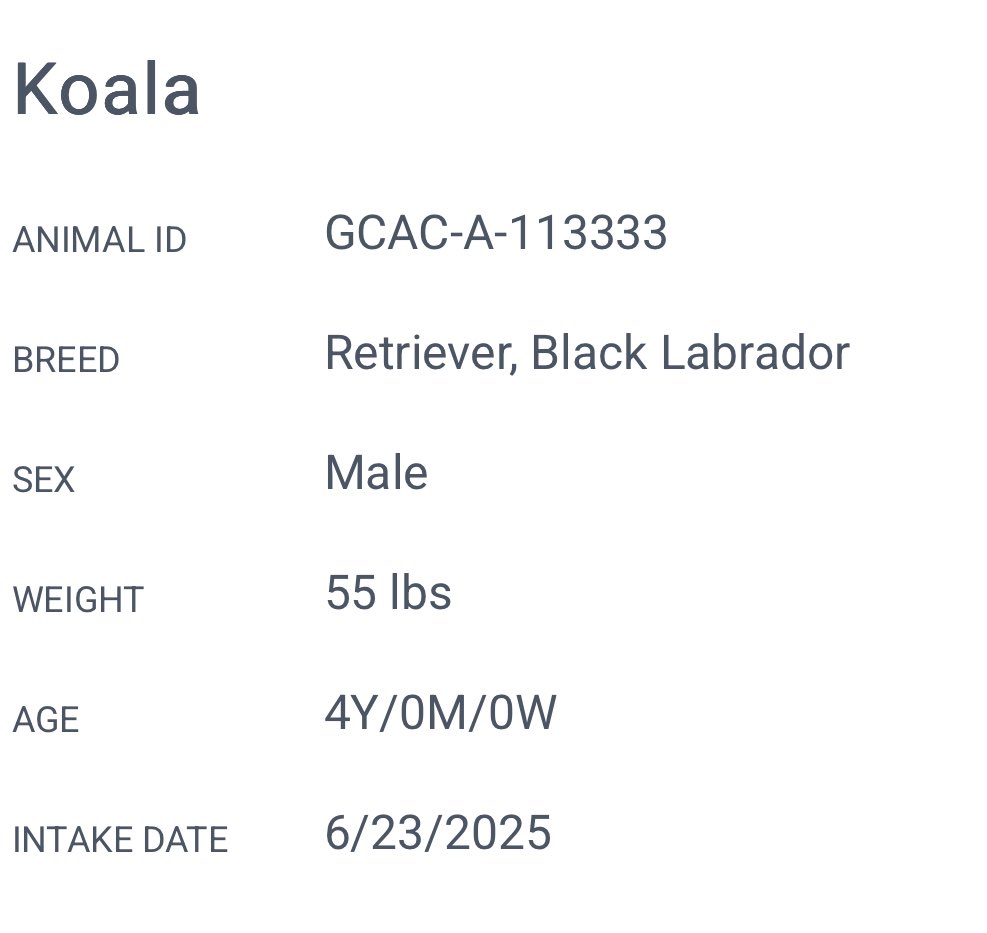 ꜱᴀᴠɪɴɢ ꜱʜᴇʟᴛᴇʀ ᴅᴏɢꜱ (@ash__almighty) on Twitter photo 😢 Koala was found tied up outside the shelter. His heart has been broken 💔 He is so sweet and gentle.
📍 Greenville #SouthCarolina
☎️ 864-467-3952
⚠️ Shelter is over capacity!!
<a href="/Dubs4Mutts/">🐶Amber & Belle🐾</a> <a href="/PawsnTails4TX/">@PawsnTails4TX 🇺🇸🇺🇸🐾🐾</a> <a href="/psychicwhisper3/">Eileen Bacon</a> #seniordog #AdoptDontShop 😢 Koala was found tied up outside the shelter. His heart has been broken 💔 He is so sweet and gentle.
📍 Greenville #SouthCarolina
☎️ 864-467-3952
⚠️ Shelter is over capacity!!
<a href="/Dubs4Mutts/">🐶Amber & Belle🐾</a> <a href="/PawsnTails4TX/">@PawsnTails4TX 🇺🇸🇺🇸🐾🐾</a> <a href="/psychicwhisper3/">Eileen Bacon</a> #seniordog #AdoptDontShop