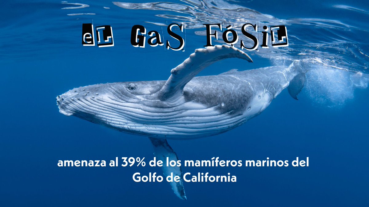 ⚠️ El tráfico de buques metaneros interfiere con la ecolocalización de ballenas, delfines y cachalotes.
¿El resultado? Desorientación, colisiones y muerte.
❌No a las terminales de gas fósil en el Golfo de California. #EsGasFósil #EsGasMetano #GolfodeCalifornia #MardeCortes