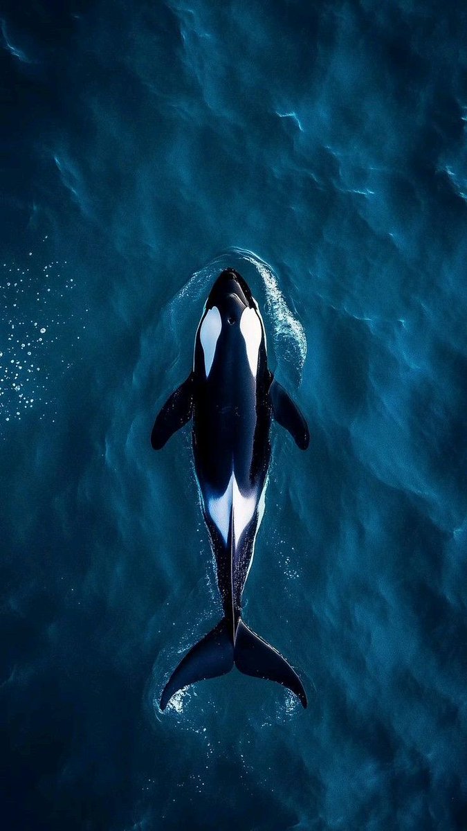 blue dream (@bluedreamvibes) on Twitter photo 