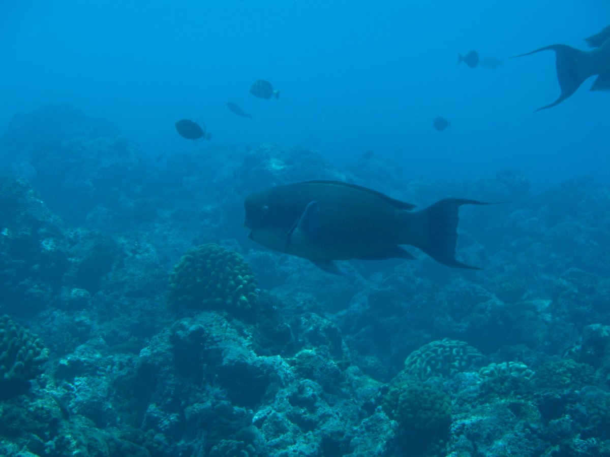 Characterizing the trophic ecology of herbivorous coral reef fishes using stable isotope and fatty acid biomarkers
journals.plos.org/plosone/articl…
