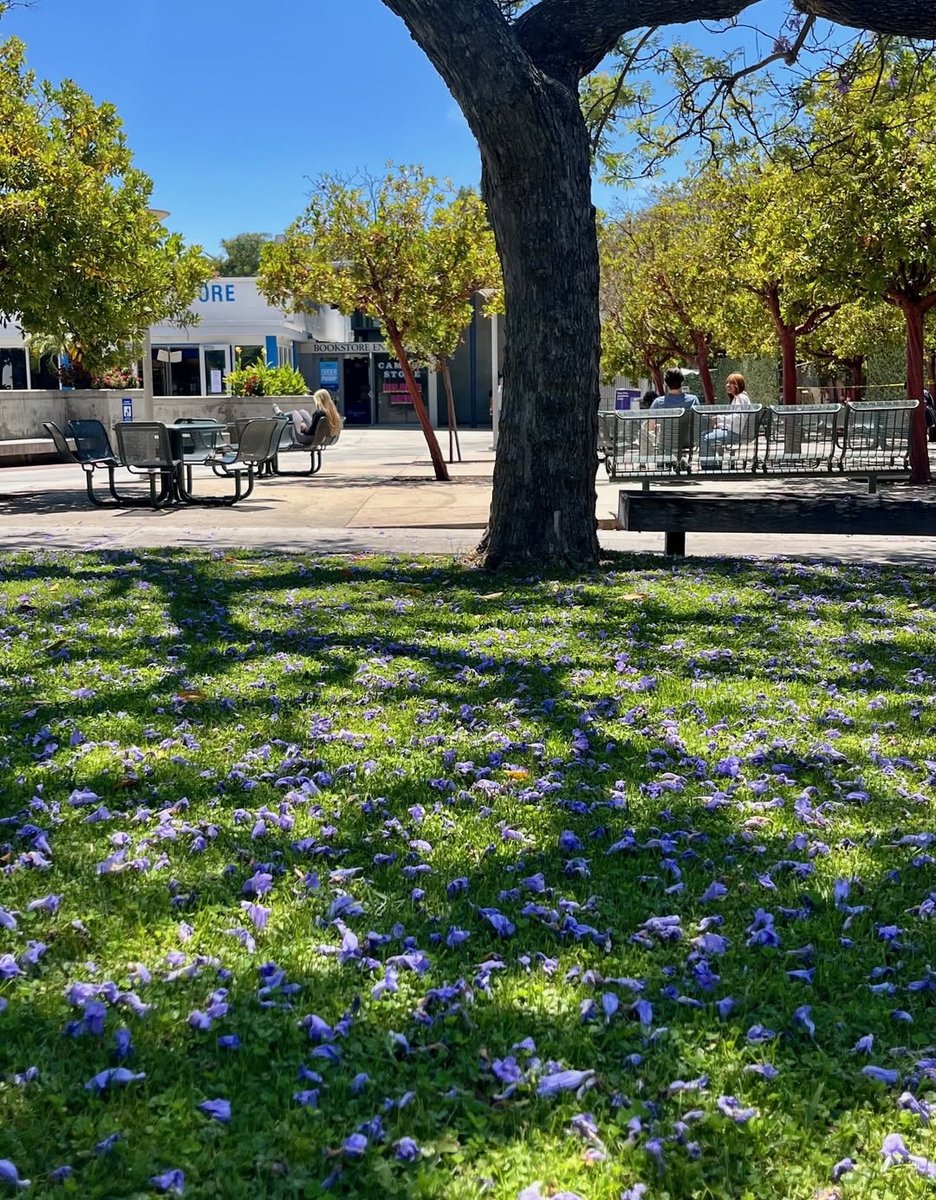 A message from Dr. Jeffery: A carpet of jacaranda blooms on SMC’s Main Campus. A lovely setting for students taking a break between Summer Session classes. Wishing you a great summer at Santa Monica College!🪻☀️