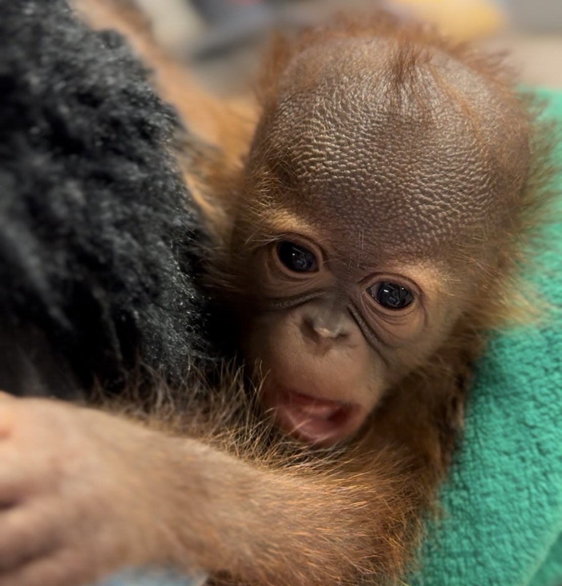 Bornean orangutan Kawan gave birth to a healthy female baby on 6/21/25. She arrived naturally at 9:30am, weighing 3 pounds. Read more about the decision that led Hogle Zoo to begin hand-rearing the infant: hoglezoo.org/orangutan-newb…