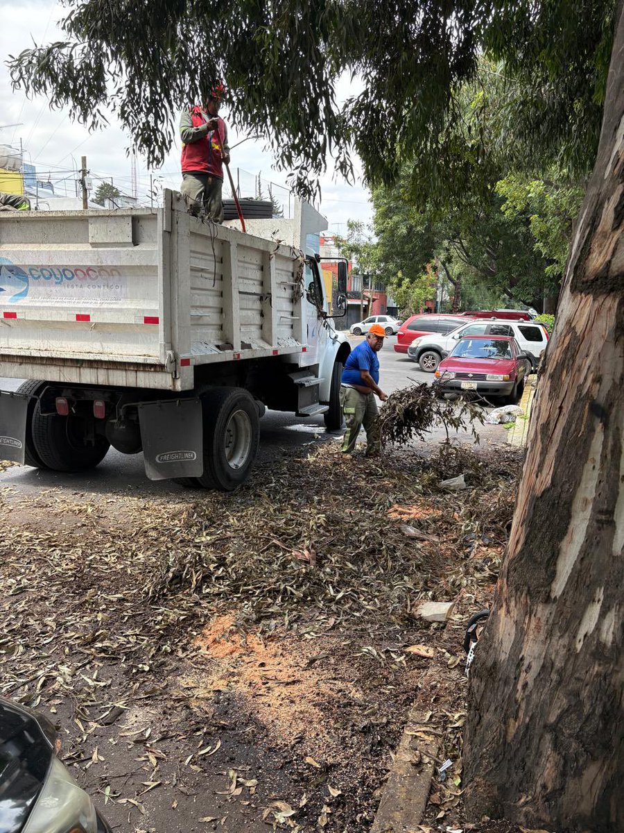 🧹👷🏽‍♂️ Cuadrilla de Servicios Urbanos atienden el Barrio San Lucas con labores de limpieza, levantando hojarasca y desechos de poda para mantener en buen estado los espacios públicos.
🚧 En Coyoacán trabajamos 24/7

#CoyoacánContigoLoTieneTodo ✨