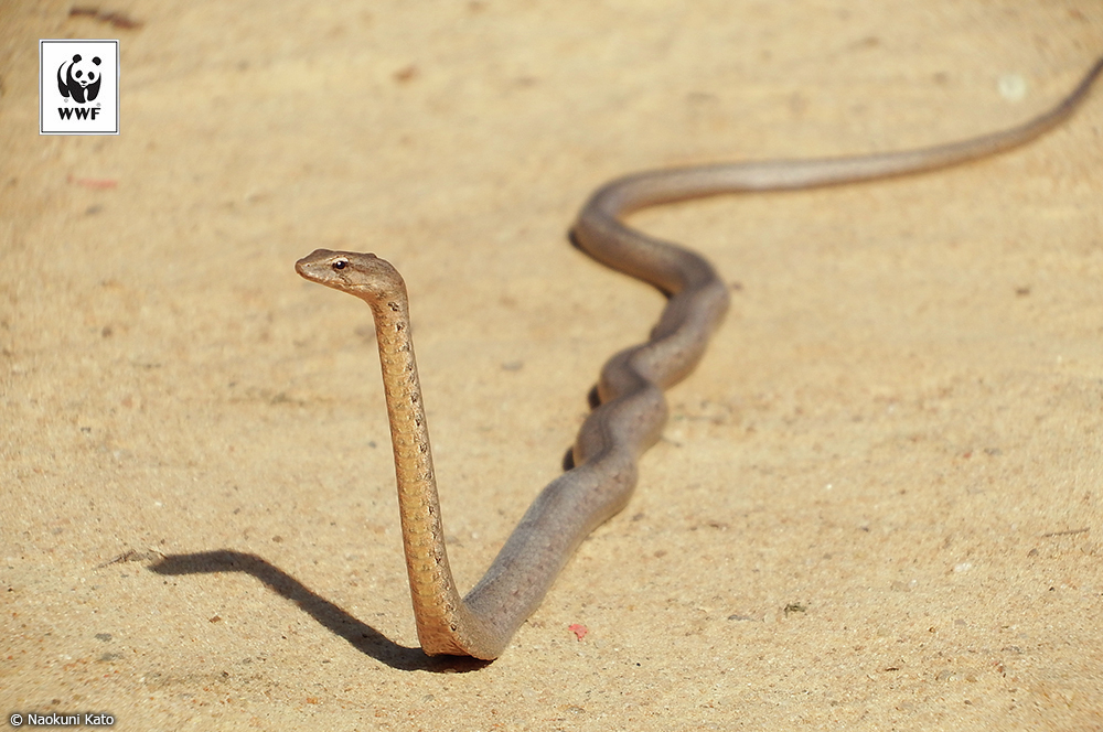 📷今日の一枚 
🐼WWFについて👉wwf.or.jp/aboutwwf/welco…