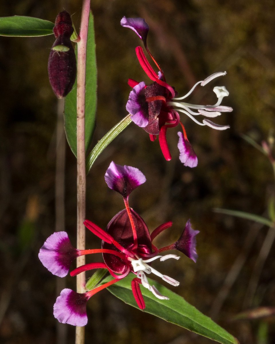 Meet the Springville Clarkia (Clarkia springvillensis), a focal species of the #CaliforniaPlantRescue, a collaborative network of not-for-profit botanical institutions working to conserve the flora of California. Learn about this important partnership at SavePlants.org/california-pla…