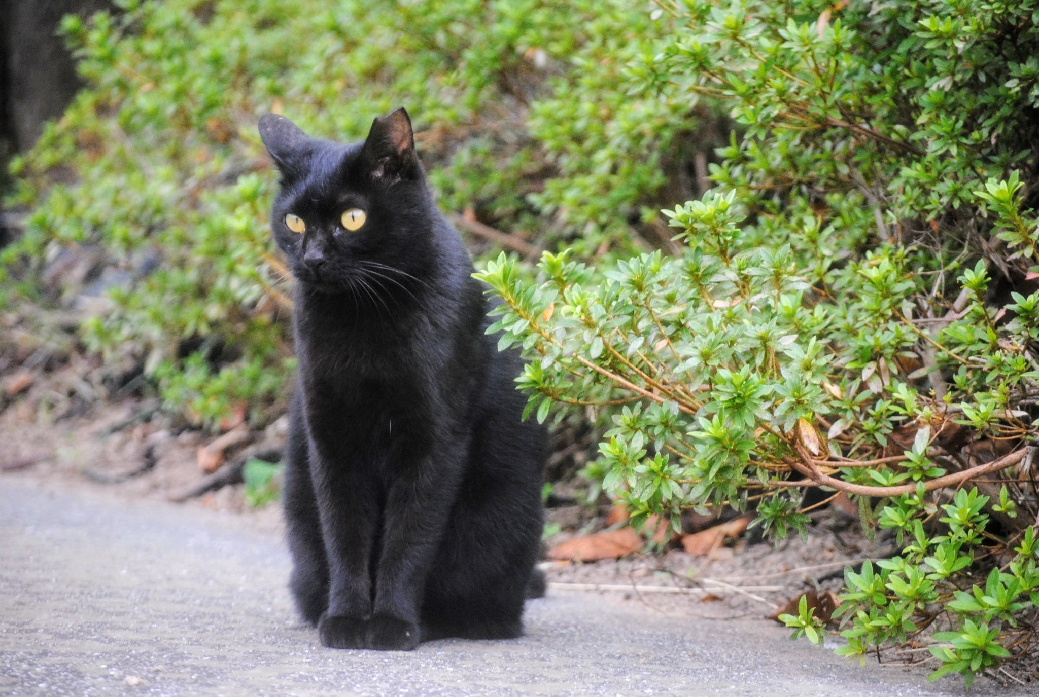 黒猫様♡ありがとうございます♡ （✨🐈‍⬛「黒猫感謝の日