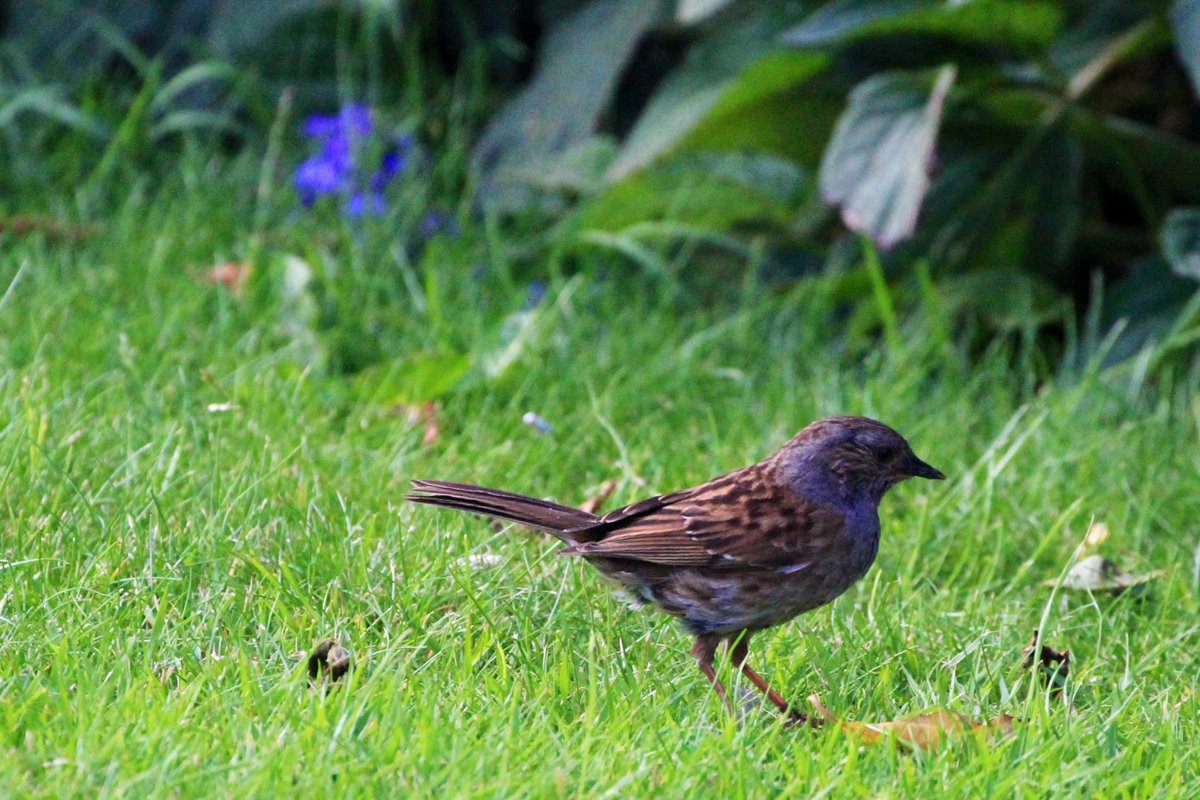 And finally #30DaysWild - Day 30.
The elusive #dunnock - often we hear its melodious song but it doesn’t often appear when we’re around the garden keeping hidden in the undergrowth. A beautiful #songbird. 

#bird #birds #gardenbirdwatch