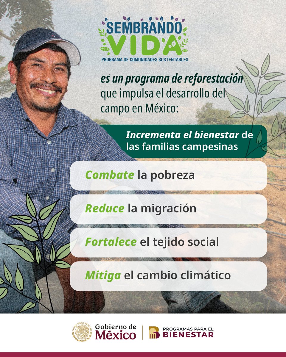 🌱👩🏻‍🌾 Sembrando Vida es uno de los Programas para el Bienestar de impulso al campo mexicano.

Con el fomento a proyectos agroforestales y la entrega de apoyos económicos, contribuimos a la autosuficiencia alimentaria de las familias campesinas.

Más info: bit.ly/SembrandoVidaI…